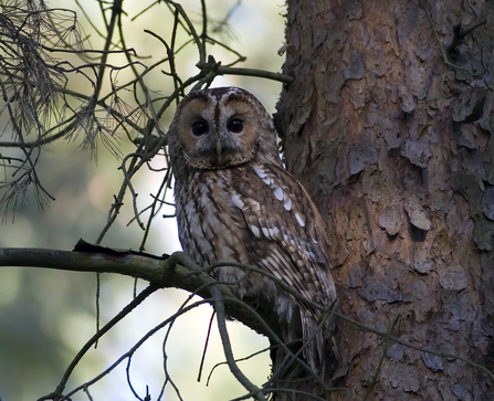 Tawny owl by Damian Waters