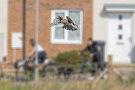 Kestrel in urban area