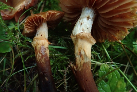 Cortinarius hinnuleoarmillatus