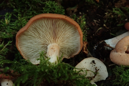 Rhodocybe fumanellii