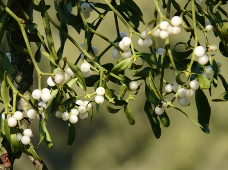 MIstletoe berries