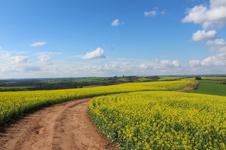 Fields of oilseed rape