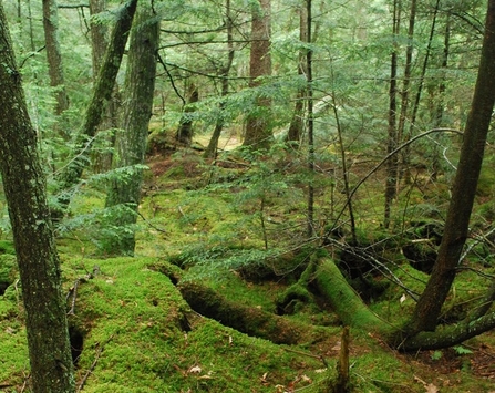 Sphagnum moss on forest floor 