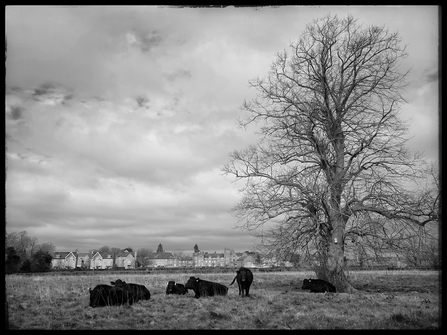 The Dexters at Cholsey Marsh by Ed Munday