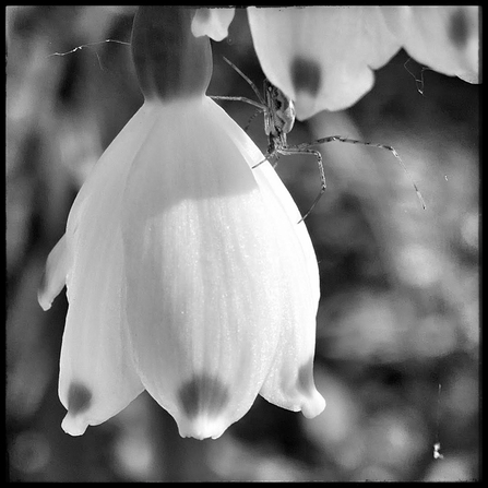 Loddon lilly & spider at Cholsey Marsh by Ed Munday