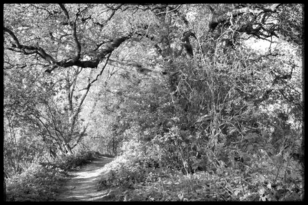 The old oak by Ed Munday