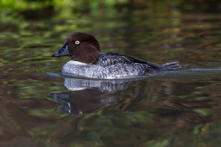 Female goldeneye by Andy Morffew