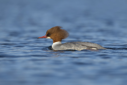 Female goosander by Richard Steel/2020Vision