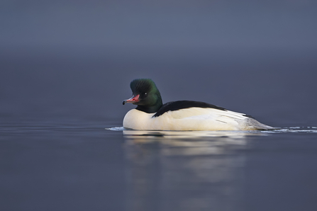 Male goosander by Richard Steel/2020Vision