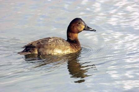 Female pochard by Derek Moore