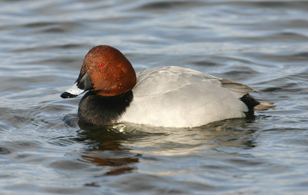 Male pochard by Tom Marshall