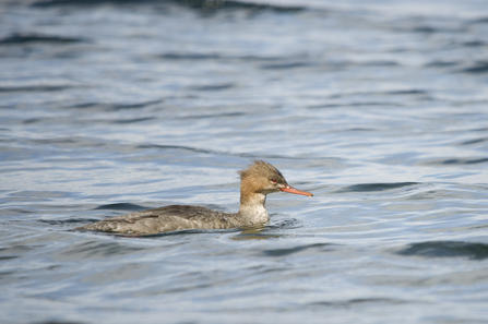 Female red-breasted merganser by Amy Lewis