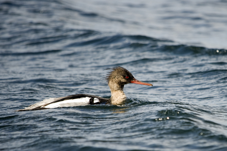 Male red-breasted merganser by Amy Lewis