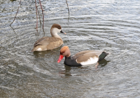 Red-crested pochard by Irene Greenwood
