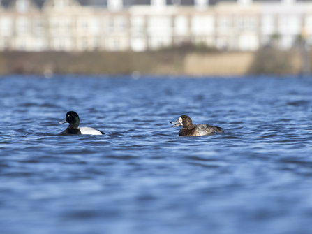 Scaup pair by Chris Lawrence