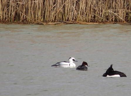 Smew pair by Lauren Booth