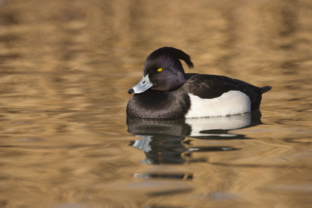Male tufted duck by Guy Edwardes/2020Vision