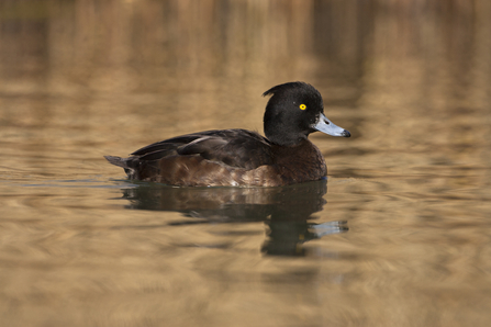Female tufted duck by Guy Edwardes/2020Vision