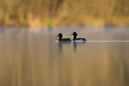 Tufted ducks by Jon Hawkins - Surrey Hills Photography