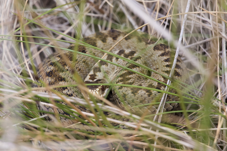 Adder by Chris Lawrence