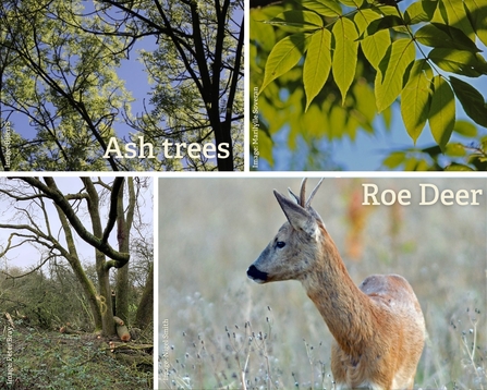 Bowdown Audio Trail Ash Dieback and Deer