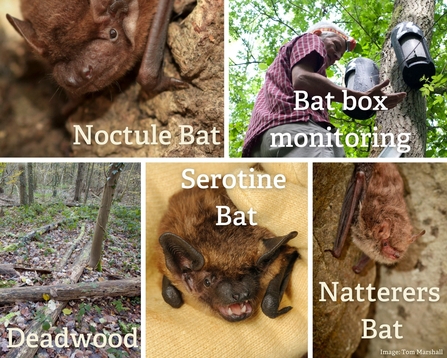 Bowdown Audio Trail Bats and Deadwood
