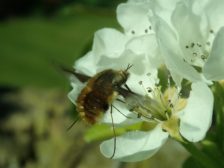 Bee-fly