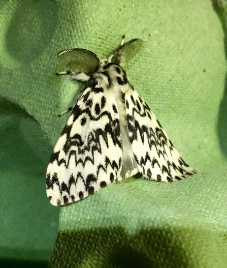 Black arches by Roger Stace