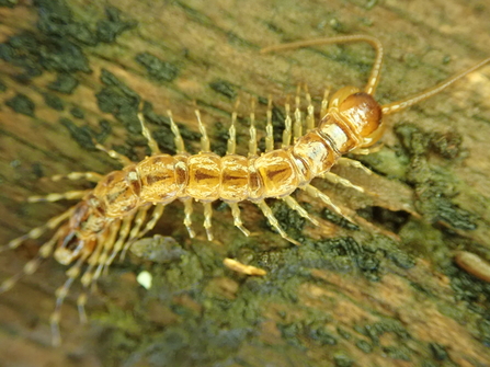 Variegated centipede