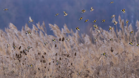 Charm of goldfinches