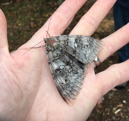 Clifden nonpareil by Roger Stace