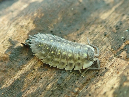 Common shiny woodlouse