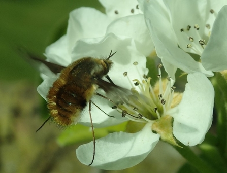 Dark edged bee-fly