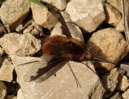 Dark edged bee-fly 