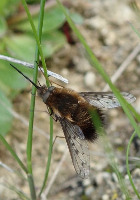 Dotted bee-fly