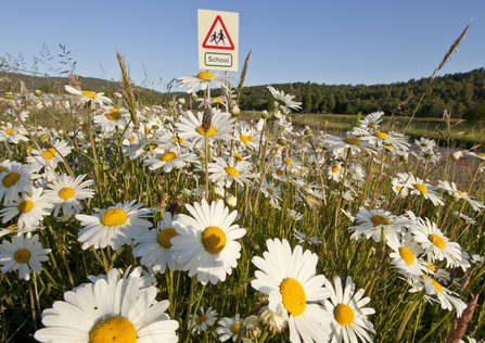 Road verge