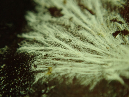 Mycelial strands of a fungi