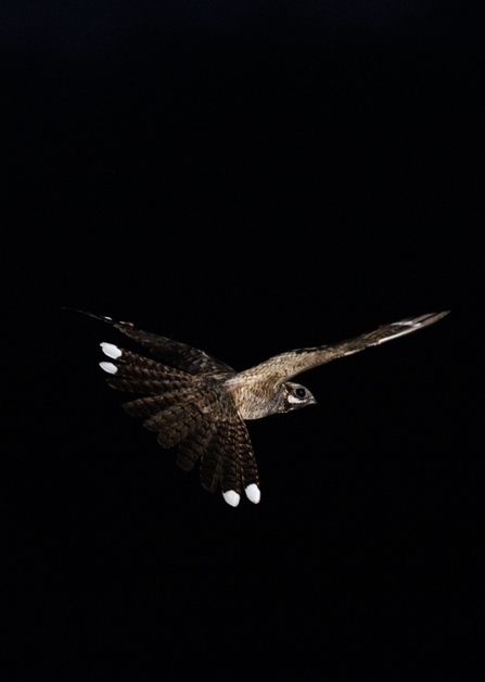 Male nightjar by David Tipling