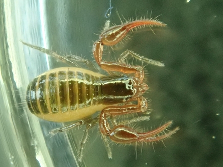 common pseudoscorpion