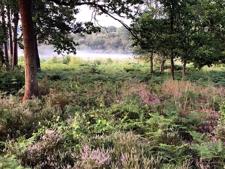 Wildmoor Heath by Roger Stace