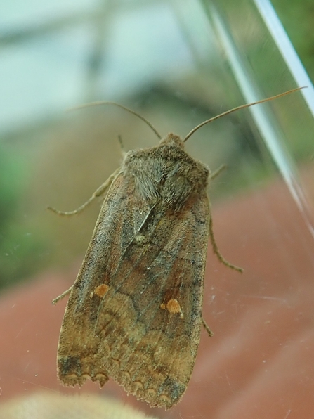 Satellite moth