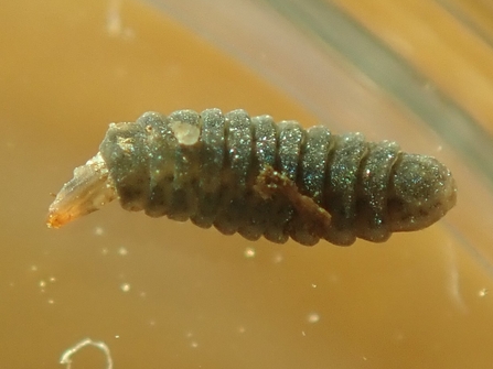 Solidier fly larva