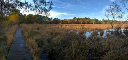 Wildmoor boardwalk by Roger Stace