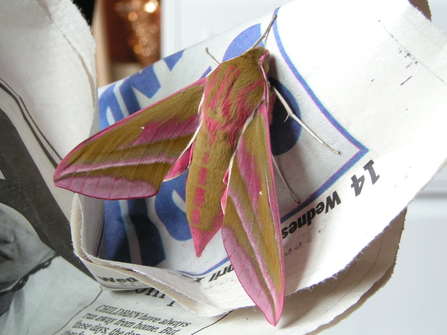 Elephant hawkmoth by Richard Burkmar