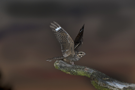 Nightjar by David Tipling