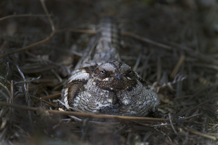 Nightjar by David Tipling