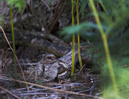 Nightjar on nest by David Tipling