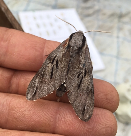 Pine hawk-moth by Roger Stace