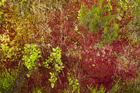 Sphagnum moss and heather by Mark Hamblin