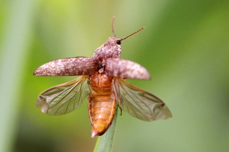 Click beetle by Margaret Holland